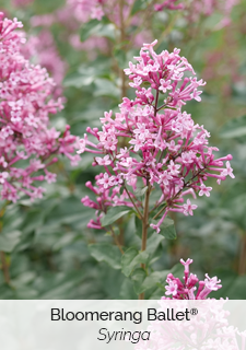 Boomerang Ballet Syringa