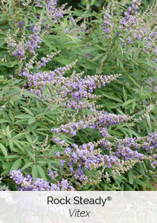 Rock Steady Vitex