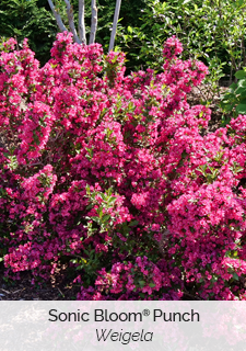 Sonic Bloom Punch Weigela