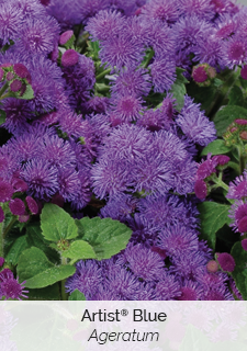 artist blue ageratum