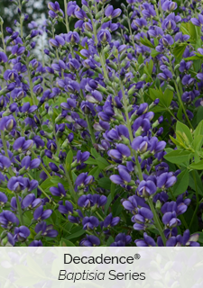 decadence baptisia series