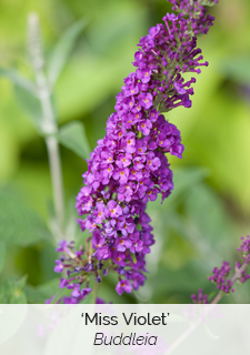 miss violet buddleia