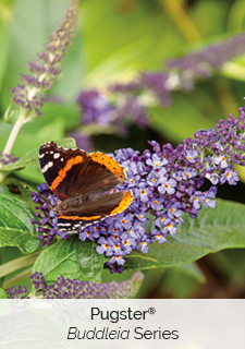 pugster buddleia series