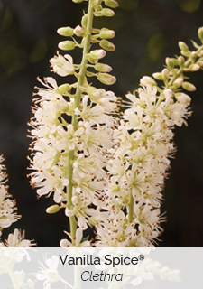 vanilla spice clethra