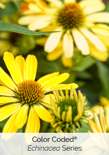 color coded echinacea series