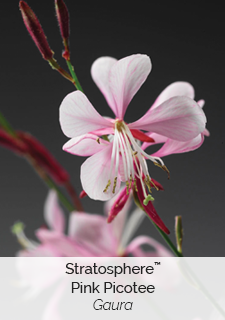 stratosphere pink picotee gaura