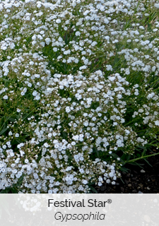 festival star gypsophila