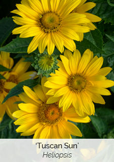 tuscan sun heliopsis