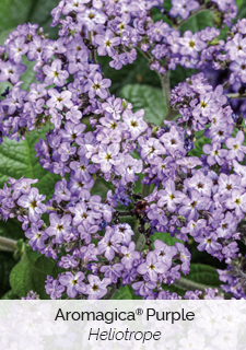 aromagica purple heliotrope