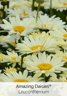 amazing daisies leucanthemum