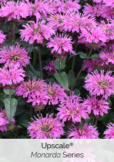 upscale monarda series