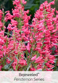 bejeweled penstemon series