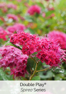 double play spirea series