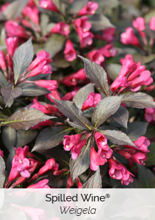 spilled wine weigela