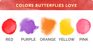 colors butterflies love