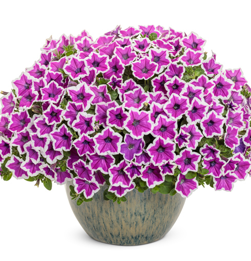 Supertunia Hoopla Vivid Orchid mono