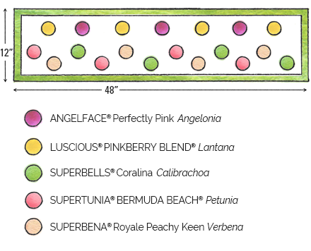 Wild-Watermelon-Diagram-2025