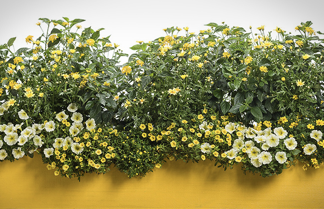 window-box-yellow-header-03 yellow window box