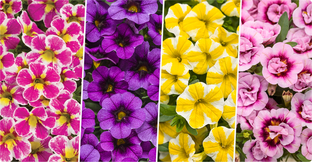 superbells header image