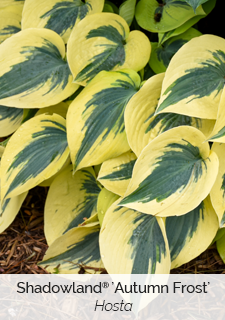 shadowland autumn frost hosta