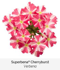 superbena cherry burst verbena