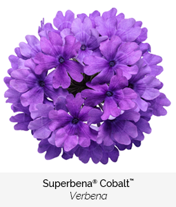 superbena cobalt verbena