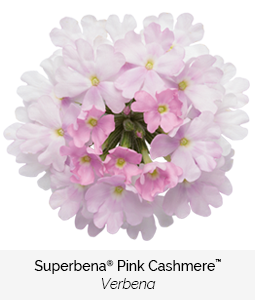 superbena pink cashmere verbena