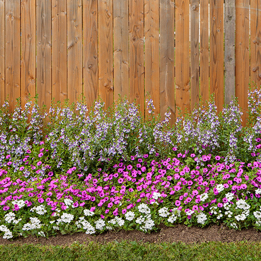 blue-paradise-landscape-square superbena verbena in the landscape