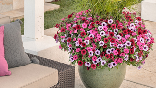 small space gardening link