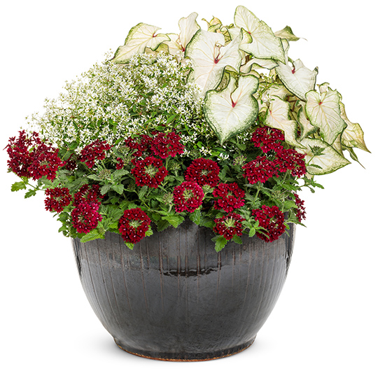 fine wine upright container