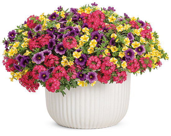 fruit salad upright container
