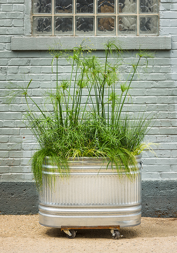 Urban-Containers-157-bog-garden lush bog garden planter